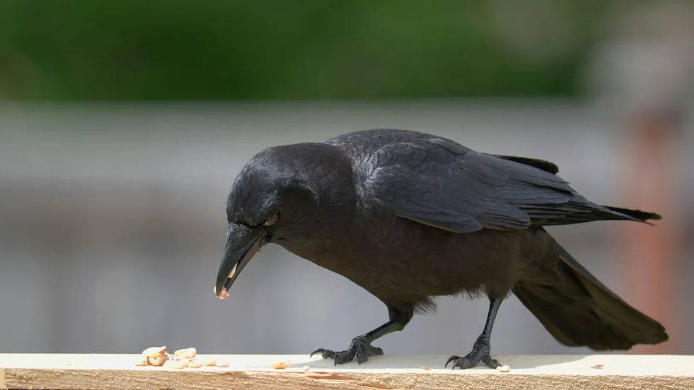 ஸ்ரார்தம் என்றால் என்ன? 1 Crow eating food during pithru pooja ritual symbolizing ancestor blessings – thithi ceremony (Tamil tradition)